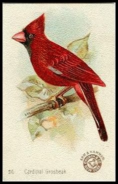 36 Cardinal Grosbeak
